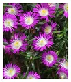 BALDUR Garten 3x Winterharte Eisblume Violett Wonder, Pflanzen im 9x9 cm-Topf, Delosperma congestum, Steingarten Stauden, trockenresistent, mehrjährig, bienenfreundlich, blühend