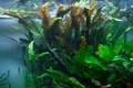 AquaOne Aquarium Pflanze Cryptocoryne usteriana I Mittelgrund Wasserpflanze Aquariumpflanze Rosette voll durchwurzelt einfach Aquascaping Dekoration
