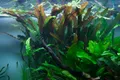 Aquaone Wasserpflanze Aquarium Pflanze Cryptocoryne usteriana Nr.120