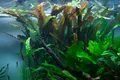 Aquarium Pflanze Cryptocoryne usteriana Tropica Nr.120 tropische Wasserpflanzen