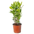 Bloomique - Laurus Nobilis - Lorbeerstrauch - Gartenpflanze - Winterhart - Höhe 30-40 cm - Topf 15 cm