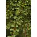 Cotoneaster Microphyllus Cochleatus Immergrün Ca. 9x9 cm Topf