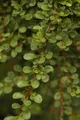Pflanzen für Dich Bodendecker Cotoneaster micro. Cochleatus, 1 St., Kriechmispel, Fächerzwergmispel, immergrün, bodendecker