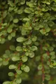 Cotoneaster microphyllus 'Cochleatus', immergrün, ca. 9x9 cm Topf