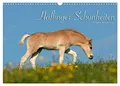 Haflinger Schönheiten (Wandkalender 2025 DIN A3 quer), CALVENDO Monatskalender