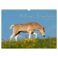 Haflinger Schönheiten (Wandkalender 2025 DIN A3 quer) CALVENDO Monatskalender von Ramona Dünisch - www.Ramona-Duenisch.de/ Calvendo / Calvendo / Kalen