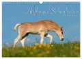 Haflinger Schönheiten (Wandkalender 2025 DIN A3 quer), CALVENDO Monatskalender