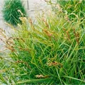 Carex Muskingumensis Variegata Buntlaubig Ca. 9x9 cm Topf