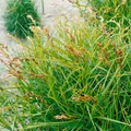 Pflanzen für Dich Gräser Carex musk. Variegata, 1 St., Palmwedel-Segge, gestreift, feuchtigkeitsliebend