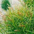 Carex muskingumensis 'Variegata', buntlaubig, ca. 9x9 cm Topf