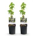 GreenboutiQ - Passionsblume - Passiflora caerulea - Blüte Blau mit Grün Weiß - Wenig Pflege - 2 Pflanzen - Topf 11cm Höhe 40cm