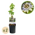 Passionsblume Passiflora caerulea Blüte Blau mit Grün Weiß ⌀11cm ↕40cm