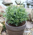 Niedriger Bergilex Stechpalme 15-20cm - ilex crenata