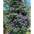 Clematis Alpina Alpen-Waldrebe Blau 80–100 cm