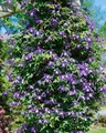 Clematis alpina, Alpen-Waldrebe, blau, 80–100 cm