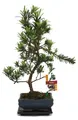 Bonsai-Steinschnitt – Podocarpus macrophyllus – ca. 6 Jahre alt