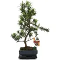 Exotenherz Bonsai Steineibe Podocarpus Macrophyllus ca. 6 Jahre