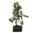 Exotenherz Zimmerpflanze Tranche de pierre de bonsaï - Podocarpus macrophyllus - environ 6 ans