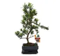 Exotenherz - Bonsai Steineibe - Podocarpus macrophyllus - ca. 6 Jahre