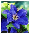 BALDUR Garten 1x Blaue Clematis 'The President' Waldrebe winterhart, Pflanze im 9x9 cm-Topf, Klematis, mehrjährige blühende Kletterpflanze, bienenfreundlich, blühend, Clematis Hybride