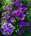 BALDUR Garten Zierstrauch Blaue Clematis 'The President', 1 St., Duftclematis, winterhart, mehrjährig