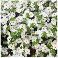 Exotenherz Schneeflockenblume Weiß Sutera Diffusa 11cm Set mit 3 Pflanzen
