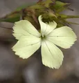 Gelbe Balkan Nelke - Dianthus knappii