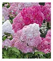 BALDUR Garten 1x Freiland-Hortensie Vanille Fraise®, Pflanze im 2 Liter-Topf, Hydrangea paniculata, winterhart, blühend, Schnittblume, pflegeleicht, Rispenhortensie, monatelanges Blütenmeer