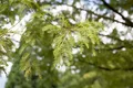 Pflanzen für Dich Konifere Metasequoia glyptostroboides, 1 St., Urweltmammutbaum, Chinesisches Rotholz, laubabwerfend, schnellwachsend