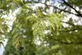 Metasequoia glyptostroboides, Urweltmammutbaum, 60–100 cm