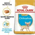 Royal Canin Chihuahua Welpe - 500 g
