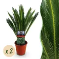 Zimmerpflanze - Cycas revoluta - Palmenfarn - Wenig Pflege - 1x - Ø14cm - ↕45-55