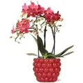 Kolibri Orchids Rote Phalaenopsis Orchidee Kongo & Beeren Ziertopf Topfgröße 9cm 40cm Hoch