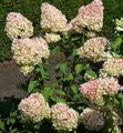 Rispenhortensie Grandiflora 100-125cm - Hydrangea paniculata
