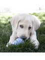KONG Dog Toy Kong Puppy Medium Assorted Colors (1-Pack)