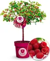 BALDUR Garten 1x Himbeer-Baum Raspbeary® mit Stamm & Krone, Pflanze im 4,6 Liter-Topf, winterhart, mehrjährig, pflegeleicht, Rubus idaeus, Himbeere, essbare Früchte, Obst-Rarität
