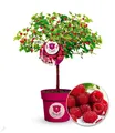 Himbeer-Baum Raspbeary® mit Stamm & Krone,1 Pflanze
