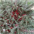 Fächer Felsenmispel 60-80cm - Cotoneaster horizontalis