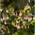 Wilde Heidelbeeren 30-40cm - Vaccinium griffithianum