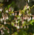 Wilde Heidelbeeren 30-40cm - Vaccinium griffithianum