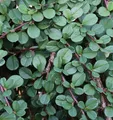 10x Teppichmispel Queen of Carpets 20-30cm - Cotoneaster microphyllus