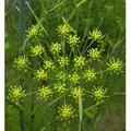 Fenchel - Foeniculum vulgare