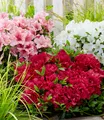 Zwerg-Azalee 'Encore Autumn®',3 Pflanzen
