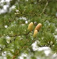 Libanon-Zeder 60-80cm - Cedrus libani - lebende Gartenpflanze aus den Baumschulen