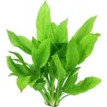 Dennerle Plants Aquariumpflanze Echinodorus Grisebachii Bleherae XML Pflanze