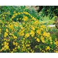 Kerria Japonica Ranunkelstrauch Golden Guinea 40-60 cm