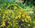 Pflanzen für Dich Gehölze Kerria japonica Golden Guinea, 1 St., Kerrie, Ranunkelstrauch