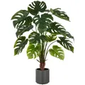 Split Philodendron x15, 100cm, grün, im grauen Kunststofftopf 17,5x18cm mit Erde