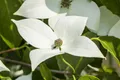 Pflanzen für Dich Gehölze Cornus kousa Milky Way, 1 St., Japanischer Blumen-Hartriegel, Chinesischer Blumen-Hartriegel