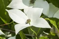 Cornus kousa 'Milky Way', Japanischer Blumen-Hartriegel, 80–100 cm